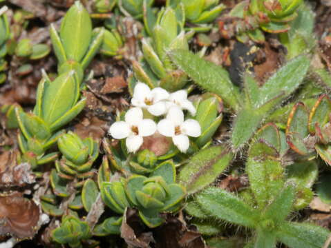 Image of Pimelea oreophila subsp. hetera C. J. Burrows