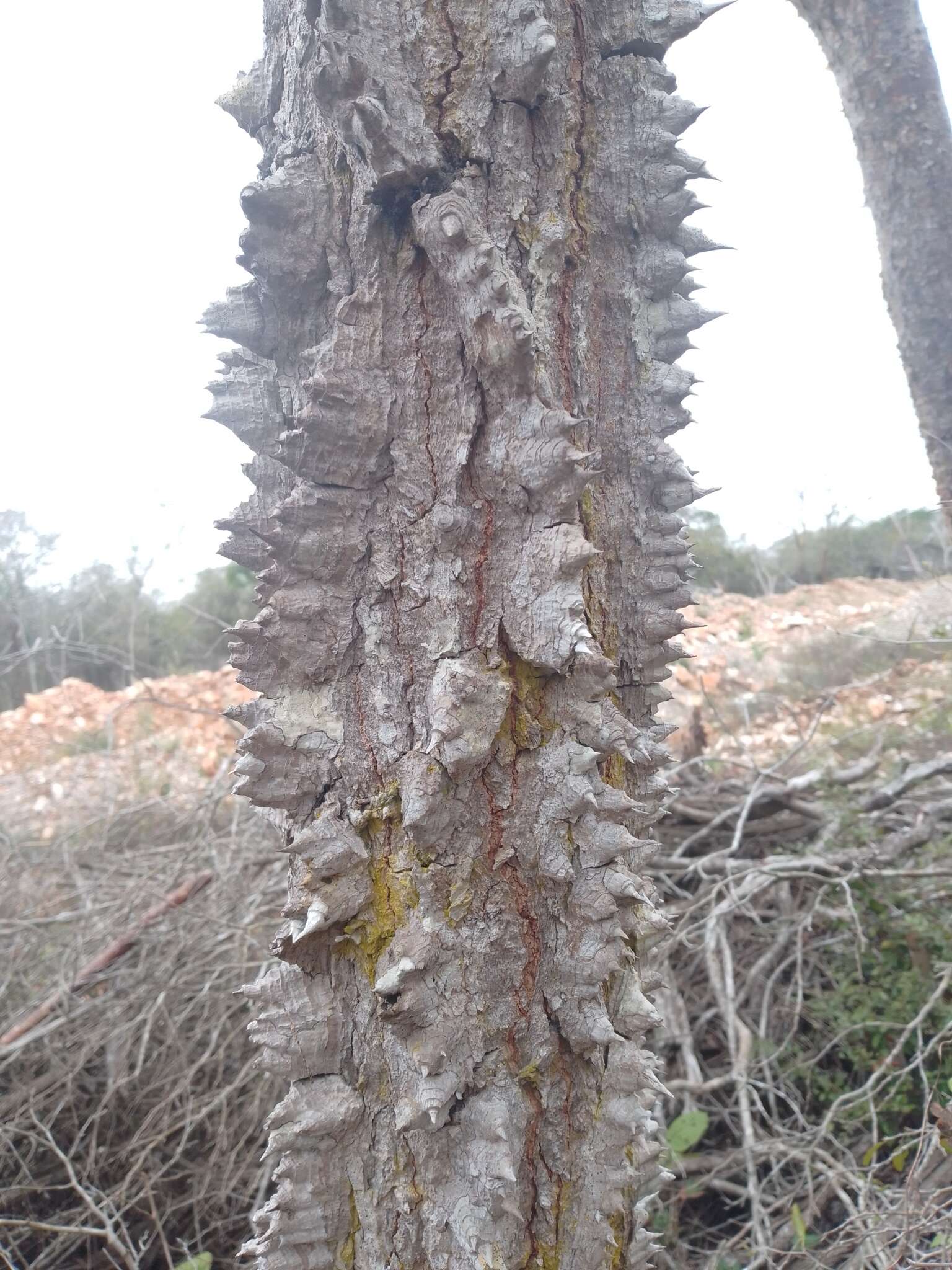 Image of Ceiba schottii Britten & E. G. Baker