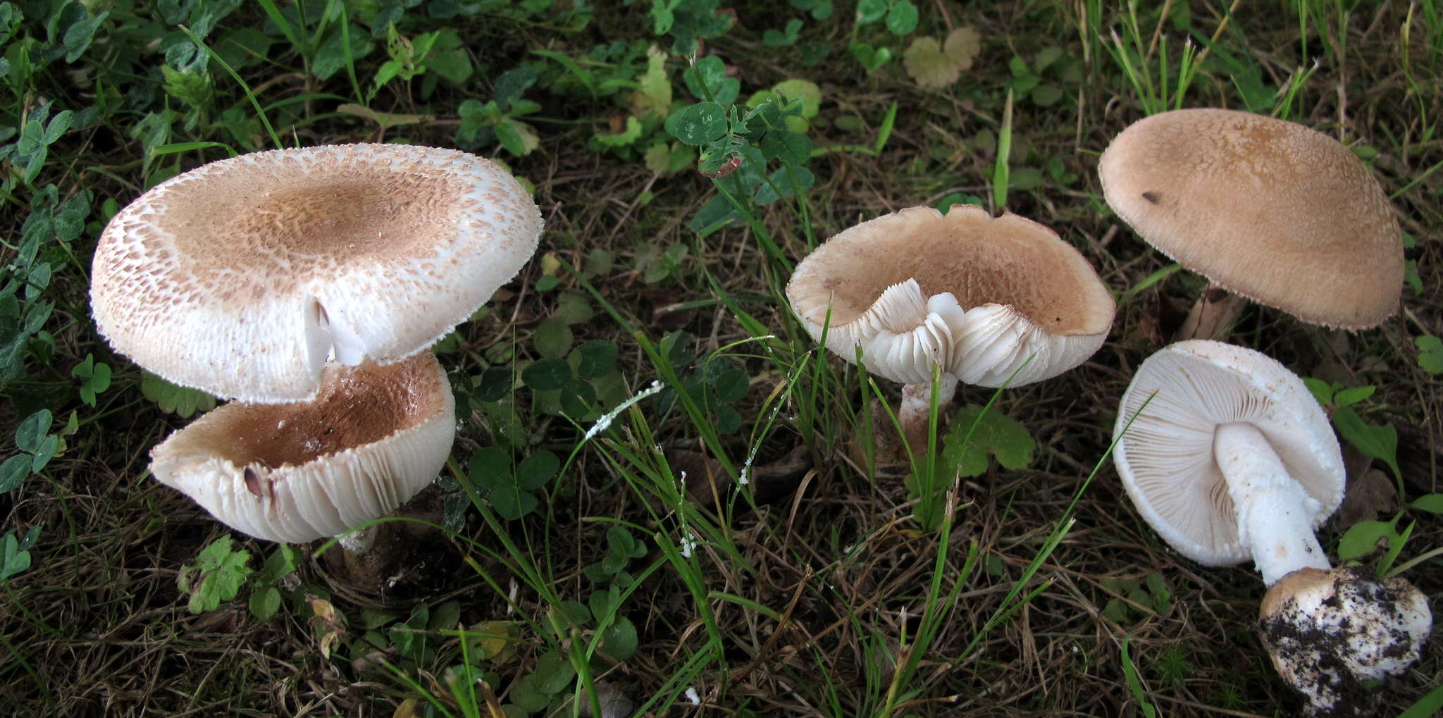 Image of Amanita peckiana Kauffman 1913