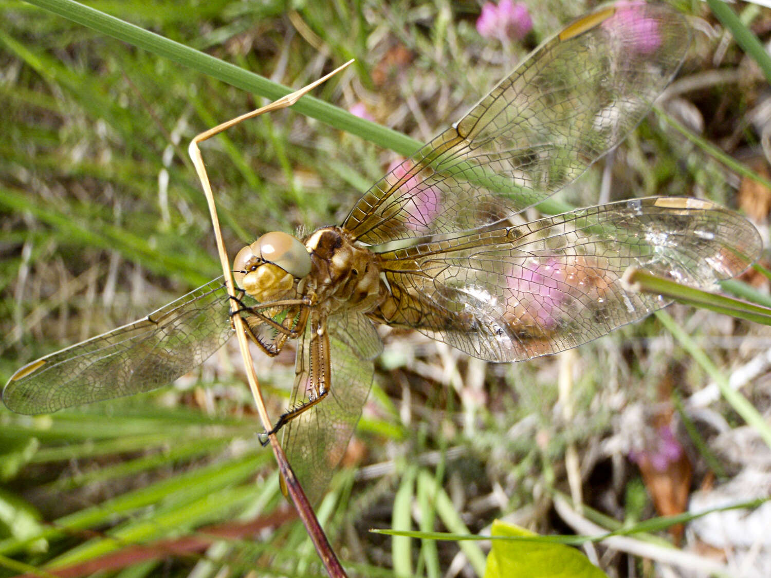 Image of Keeled Skimmer