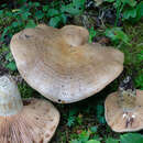 Image of Lactarius cascadensis Hesler & A. H. Sm. 1979