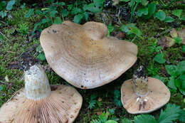 Image of Lactarius cascadensis Hesler & A. H. Sm. 1979