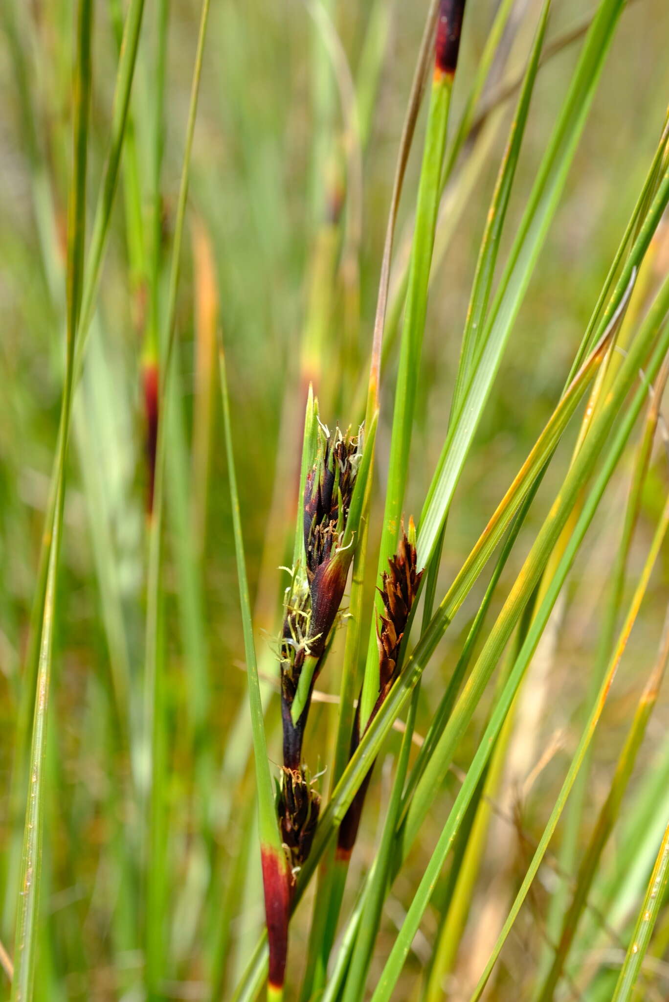 Image of Cyathocoma hexandra (Nees) Browning