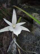 Imagem de Angraecum rutenbergianum Kraenzl.