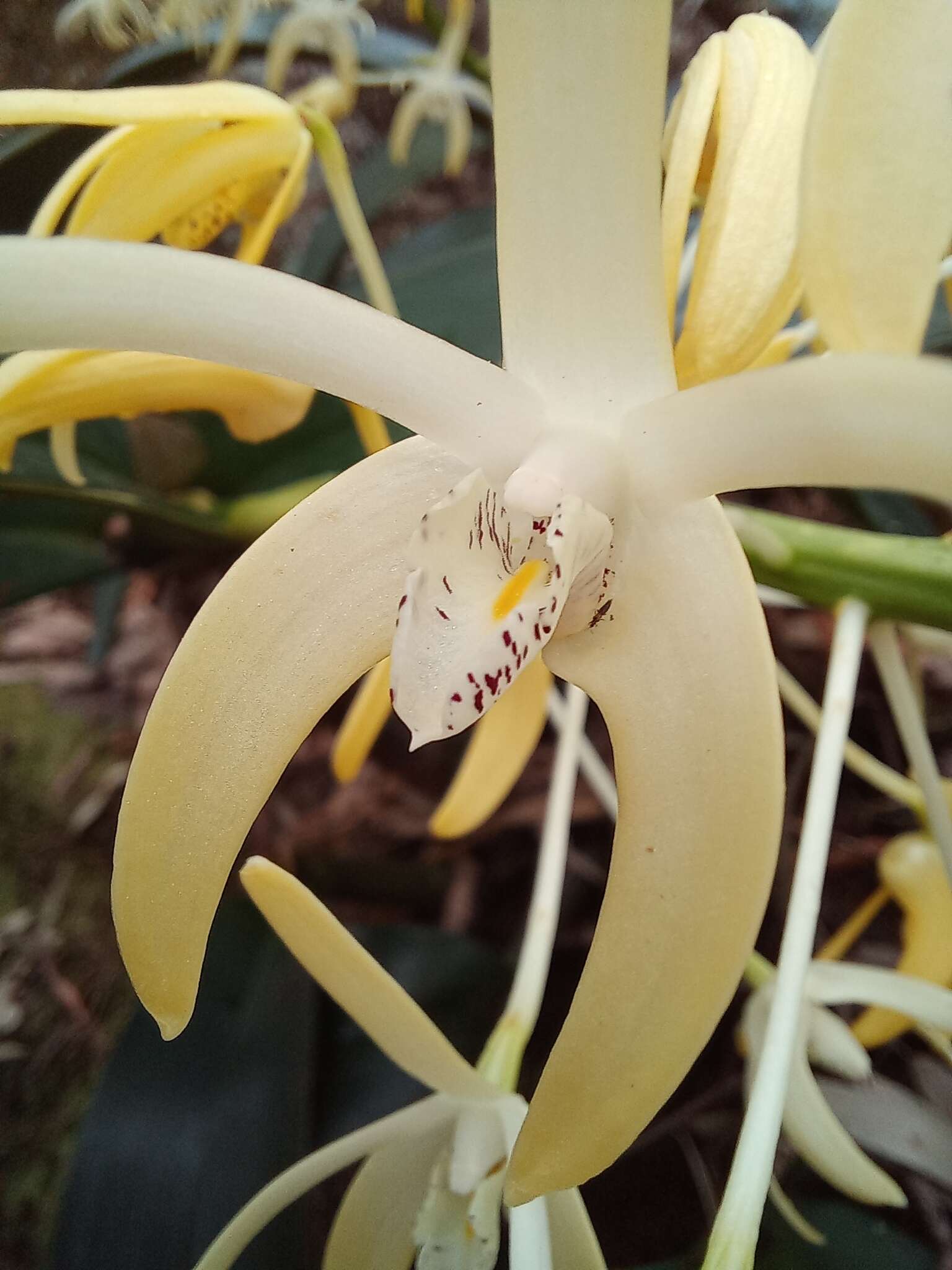 Image of Dendrobium speciosum var. hillii Mast.