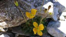 Image of Papaver lapeyrousianum Gutermann