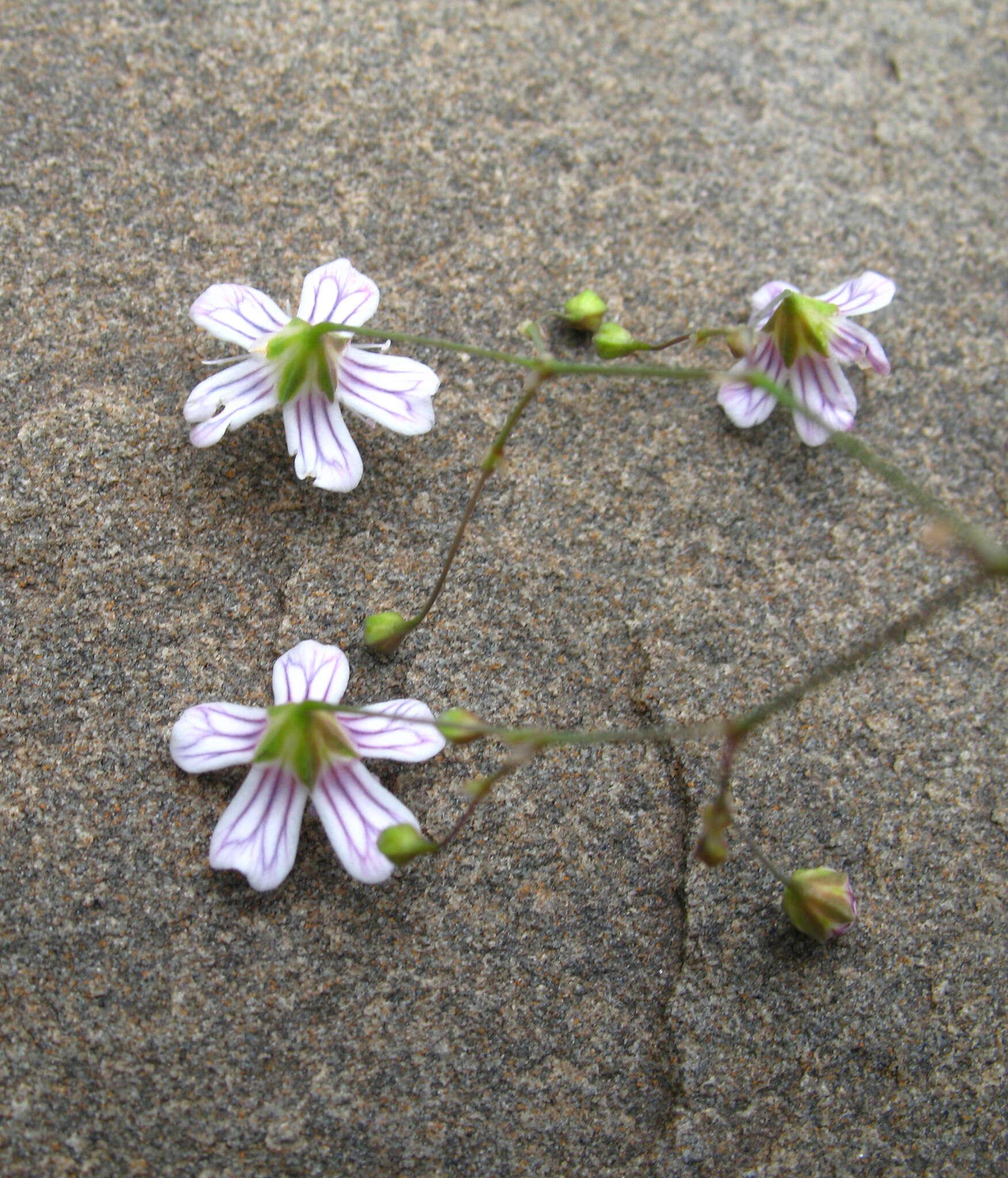 Слика од Gypsophila elegans M. Bieb.