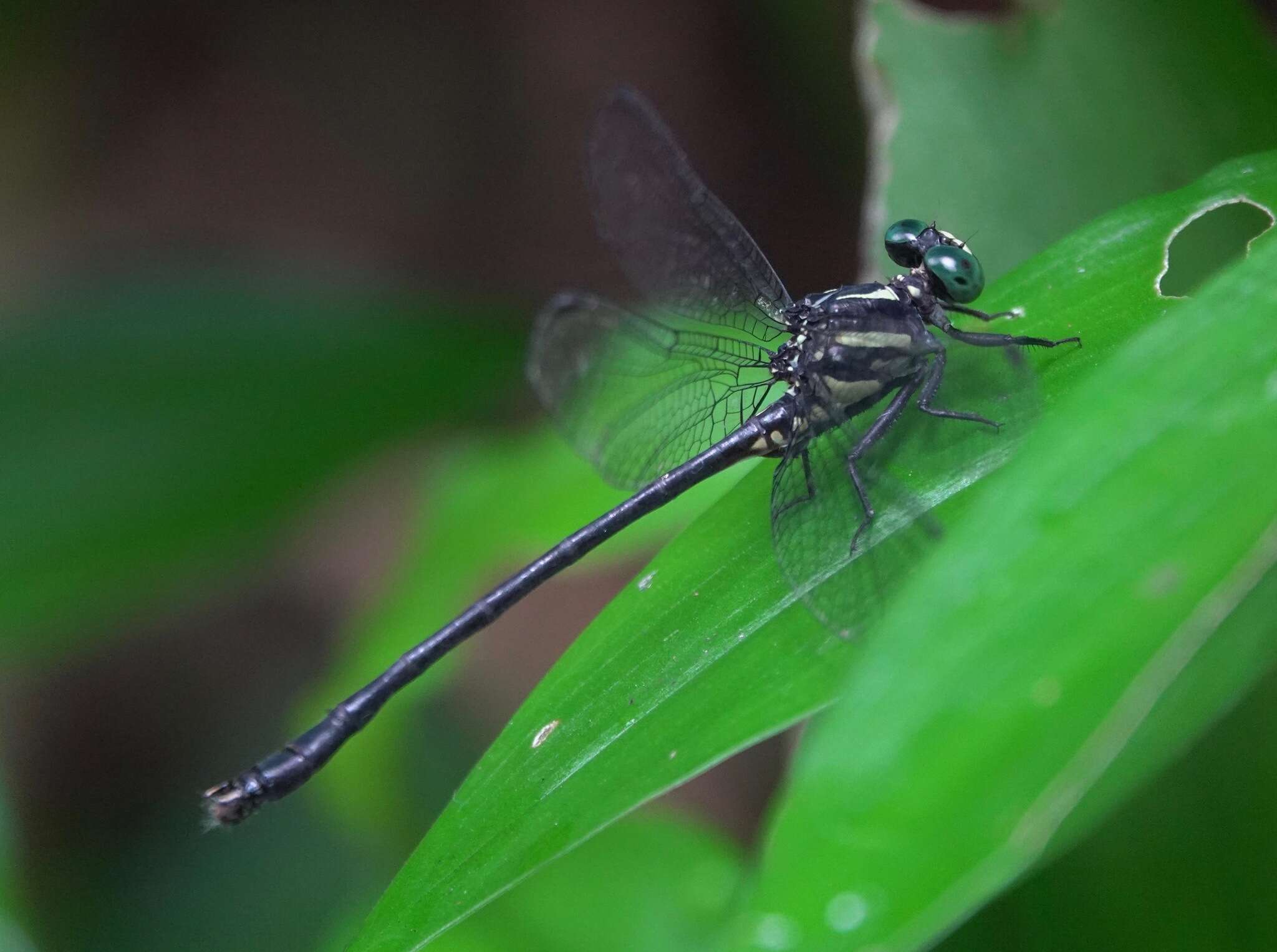 Imagem de Leptogomphus risi Laidlaw 1932