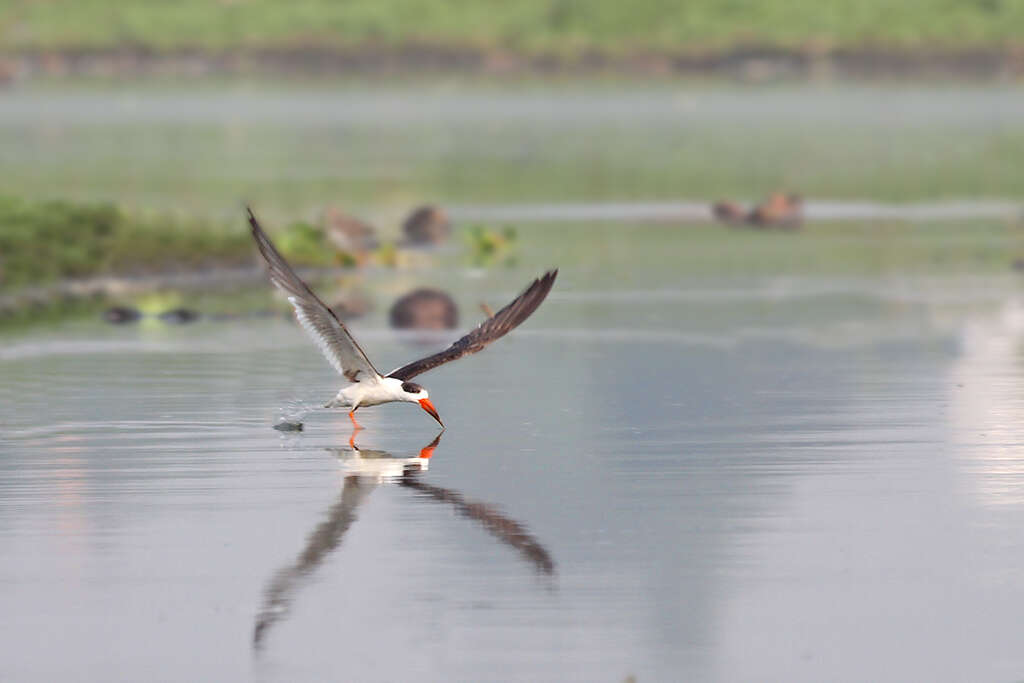 Image de Bec-en-ciseaux à collier