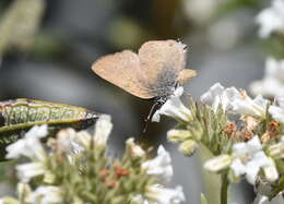 Image of Gold-hunters Hairstreak