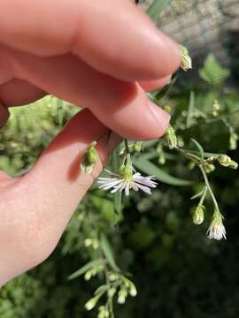 Image of Symphyotrichum lanceolatum var. latifolium (Semple & Chmiel.) G. L. Nesom