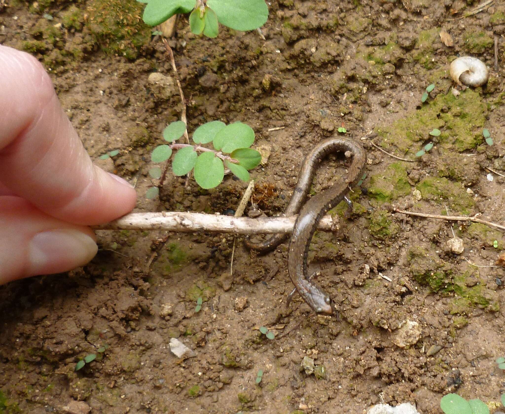 Image of Gregarious Slender Salamander