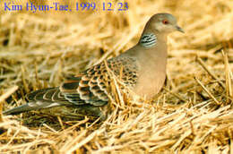 Image of Oriental Turtle Dove