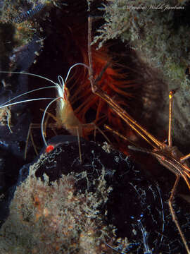 Image of red-backed cleaner shrimp