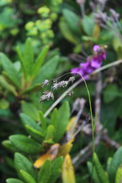 Image of Hyalopoa pontica (Balansa) Tzvelev