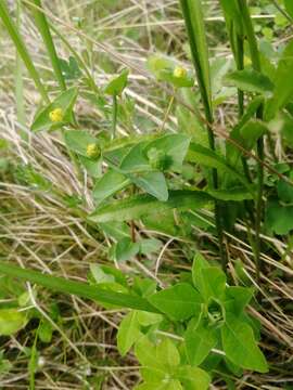 Слика од Euphorbia altaica Ledeb.