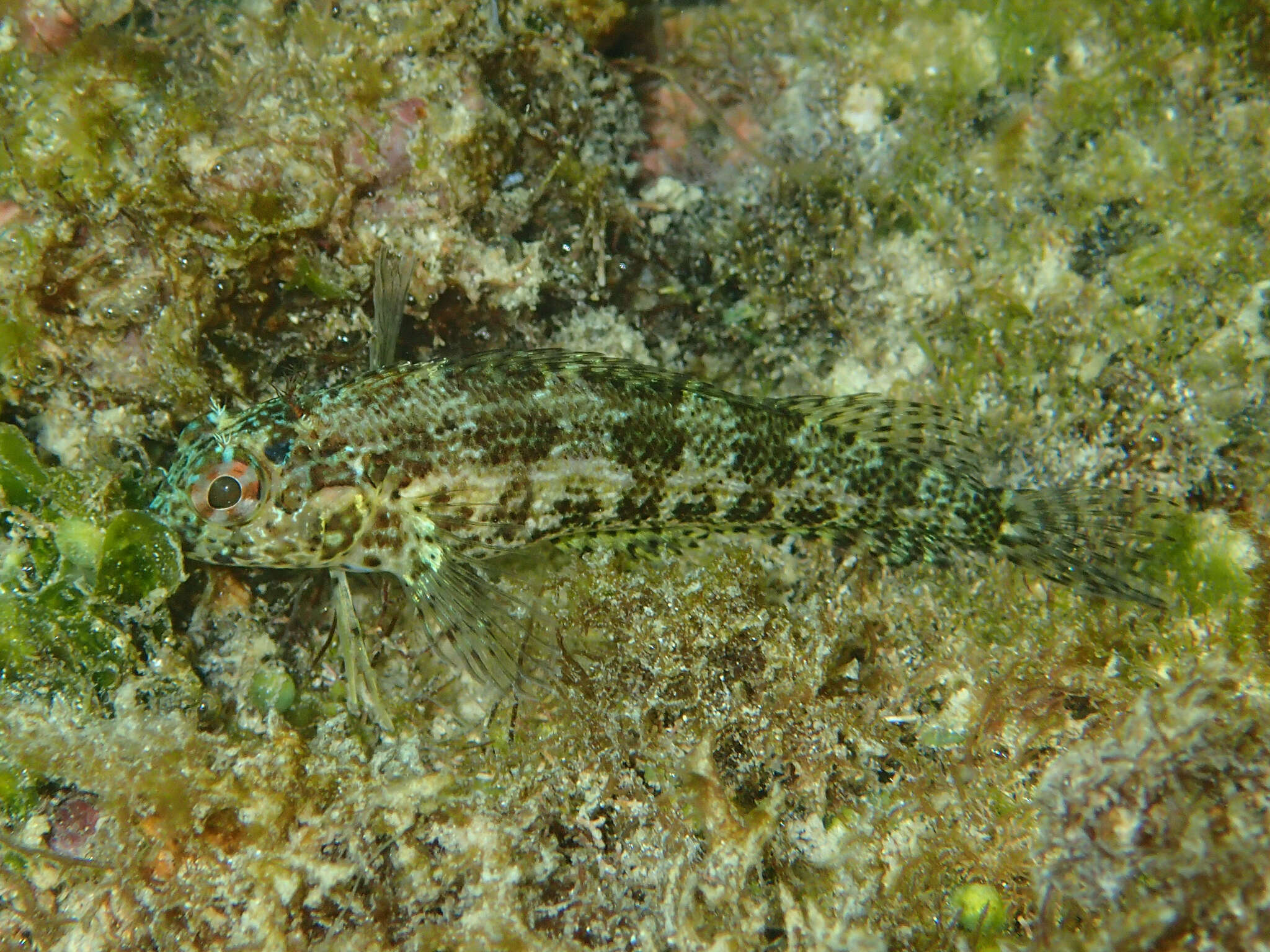 Image of Throatspotted blenny