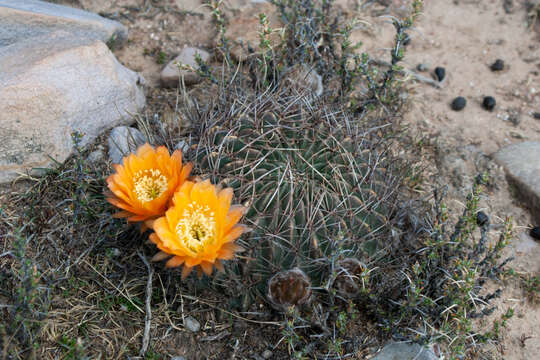 Echinopsis chrysochete Werderm. resmi