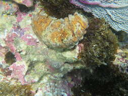 Image de Concombre de mer à points