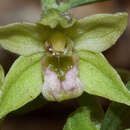 Imagem de Epipactis exilis P. Delforge