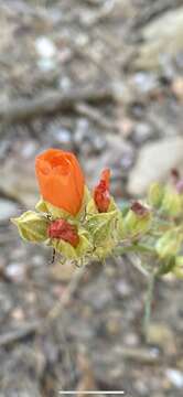 Image of Rusby's globemallow