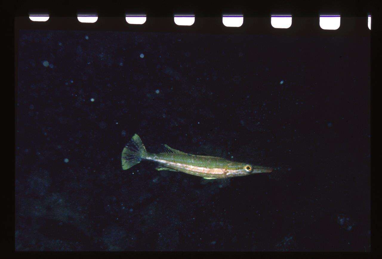 Image of Sharp-nose rockwhiting