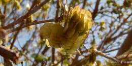 Holoptelea integrifolia (Roxb.) Planch. resmi