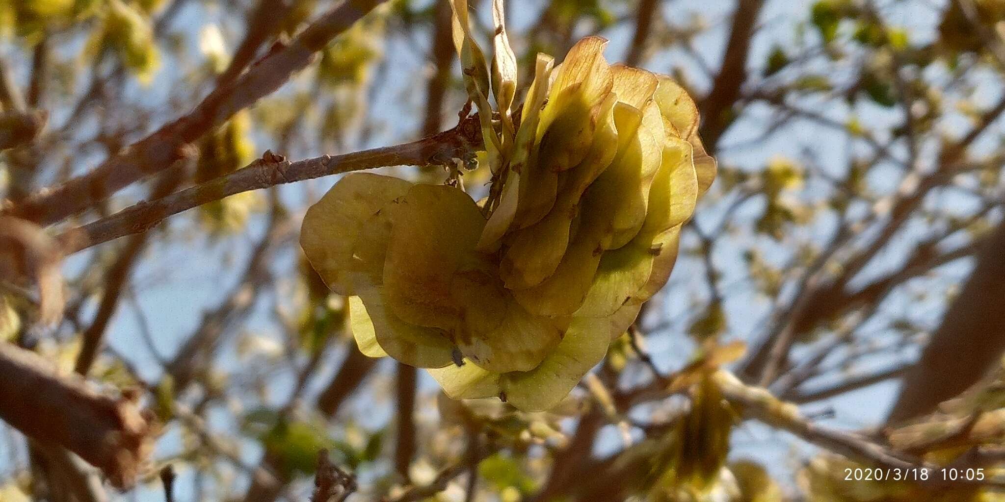 Image de Holoptelea integrifolia (Roxb.) Planch.