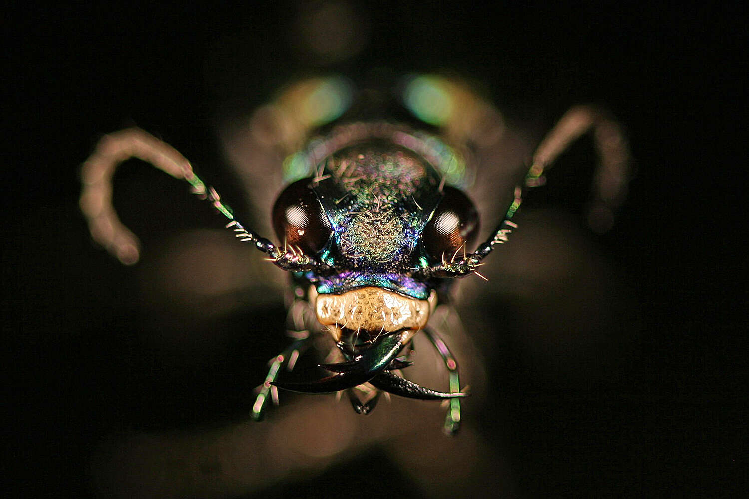 Image of Cicindela (Cicindelidia) amargosae Dahl 1939