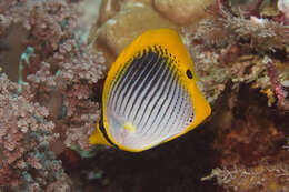 Image of Spot-tail Butterfly Fish