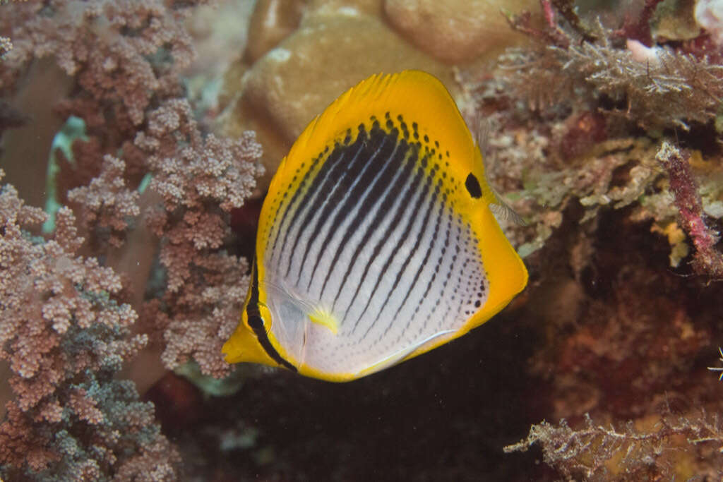 Image of Spot-tail Butterfly Fish