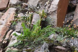 Image de Oxytropis sordida