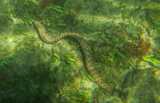 Image of Jewel moray