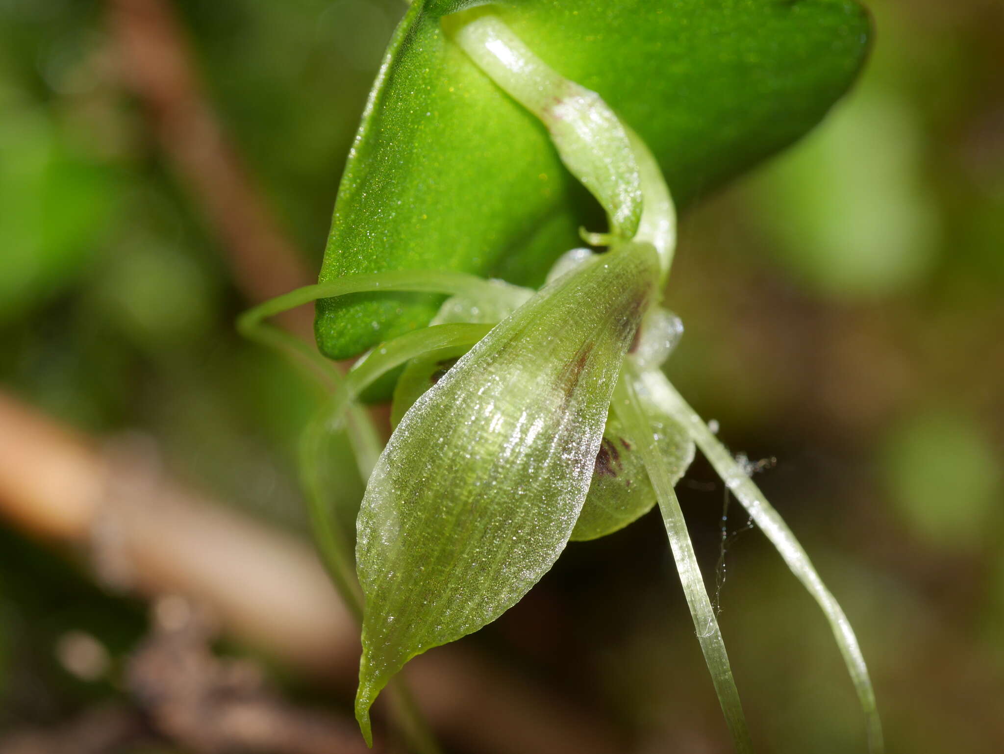 Image of Corybas papa Molloy & Irwin