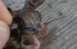 Image of Common Forest Dormouse