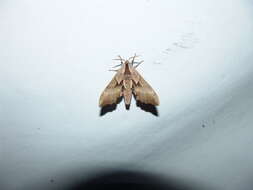 Image of One-eyed Sphinx, Eyed Hawk-moth