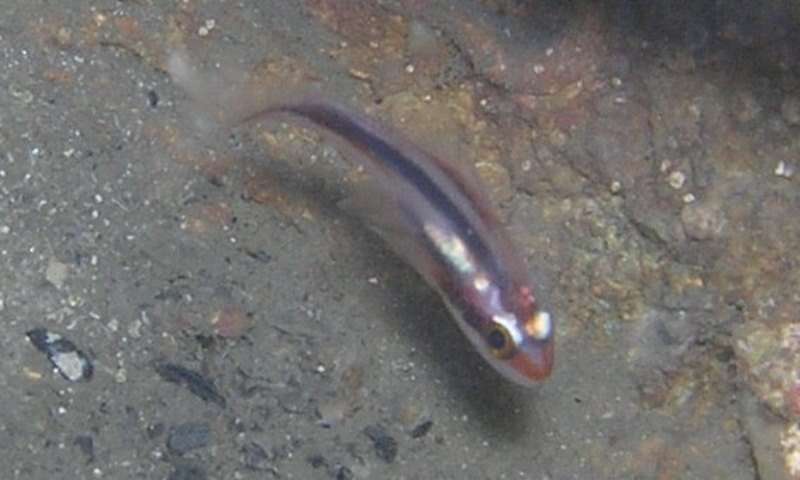 Image of Obliquebanded cardinalfish