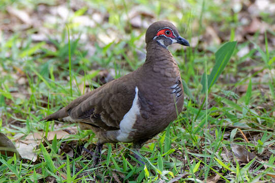 Image of Partridge Pigeon