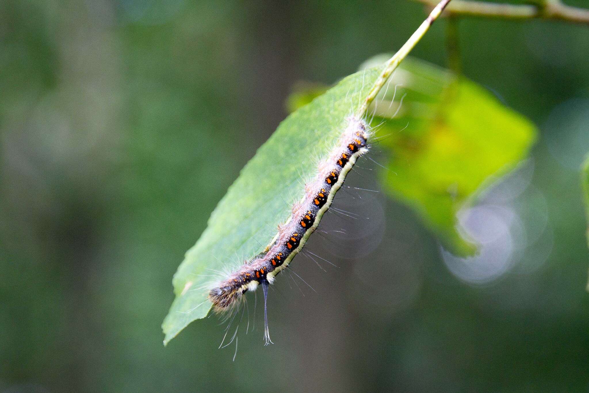 Слика од Acronicta cuspis Hübner 1818