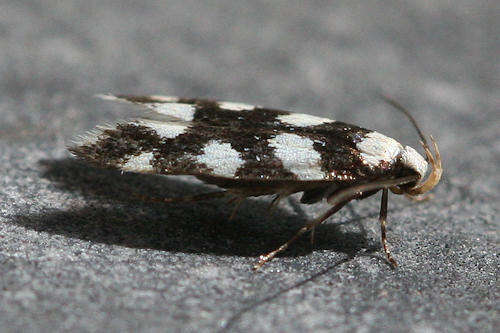 Plancia ëd Pseudotelphusa tessella Linnaeus 1758