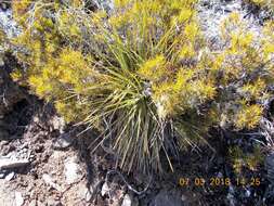 Image de Dracophyllum rosmarinifolium (Forst. fil.) R. Br.