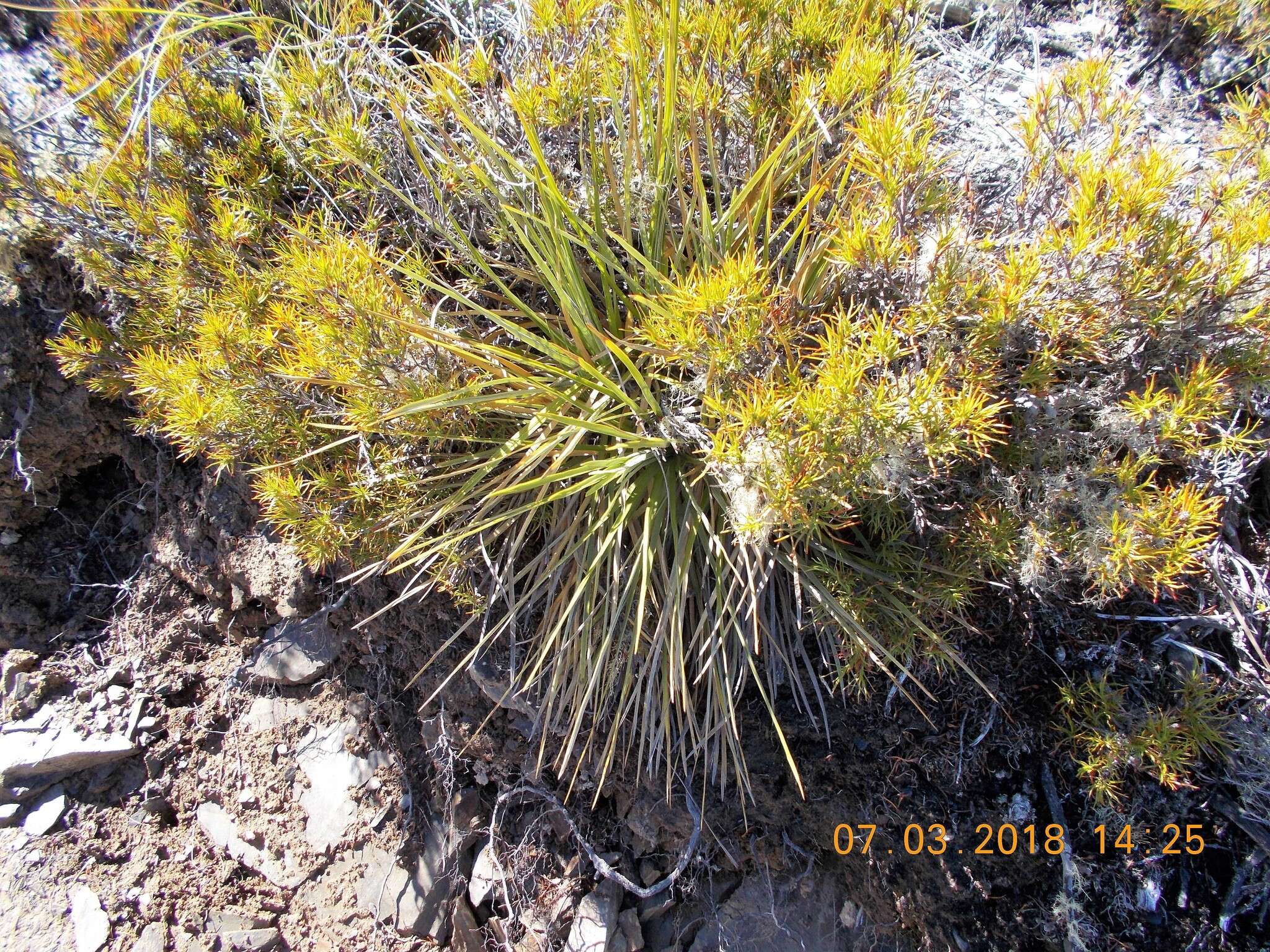 Image de Dracophyllum rosmarinifolium (Forst. fil.) R. Br.