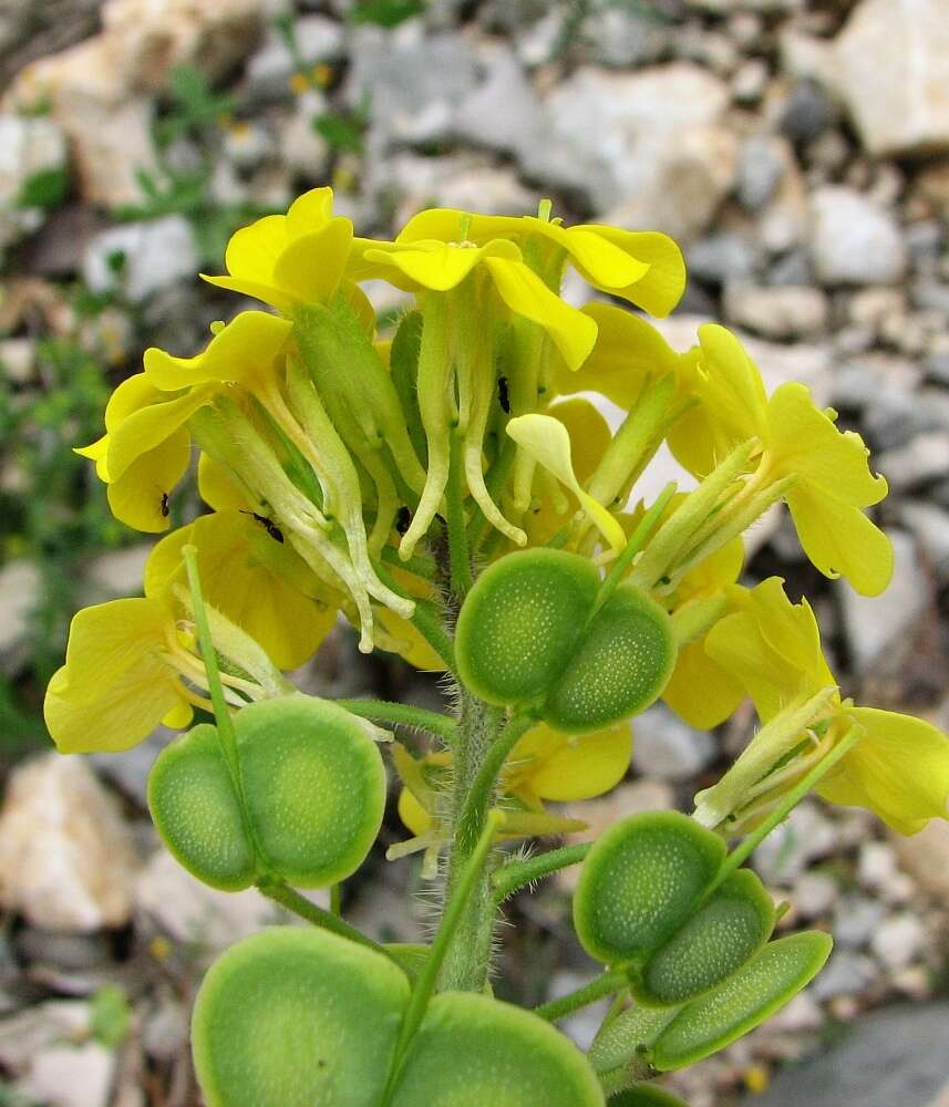 Слика од Biscutella cichoriifolia Loisel.