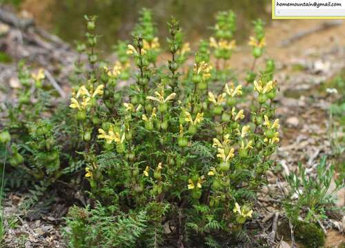 Imagem de Pedicularis thamnophila (Hand.-Mazz.) H. L. Li