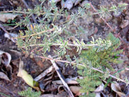 Indigofera digitata Thunb.的圖片