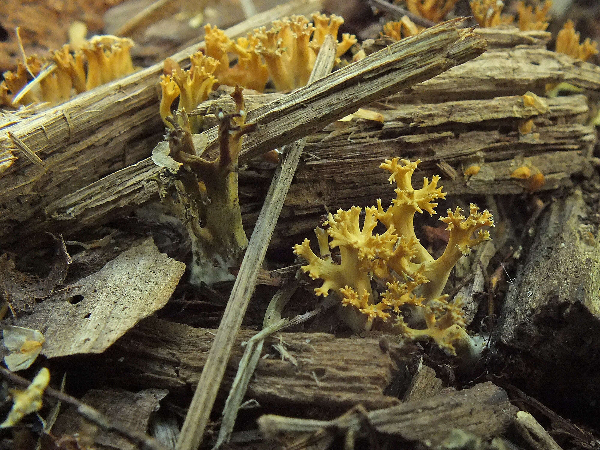 Phaeoclavulina echinovirens (Corner, K. S. Thind & Dev) Giachini 2011 resmi