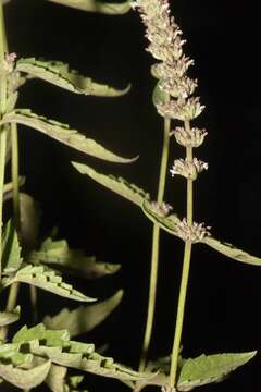 Imagem de Agastache micrantha (A. Gray) Wooton & Standl.