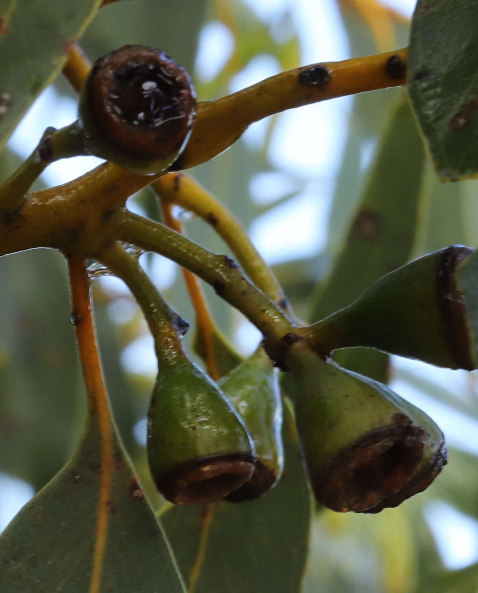 Image of Eucalyptus diminuta Brooker & Hopper