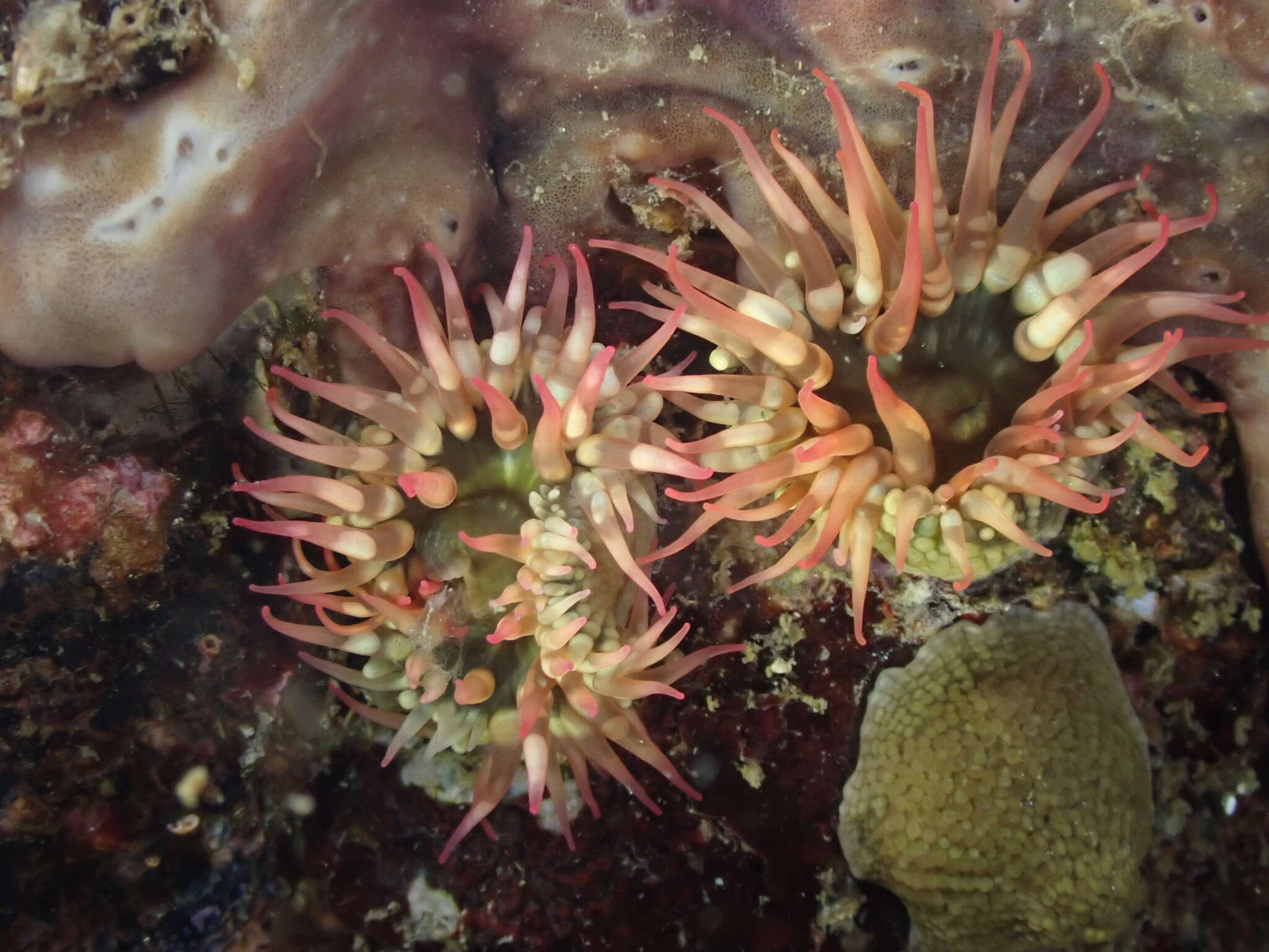 Image of Spheractis cheungae England 1992