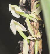 Image of Epidendrum hymenodes Lindl.